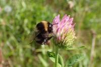 Bombus ruderatus