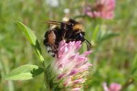 Bombus ruderatus