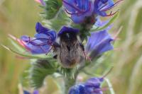 Bombus humilis