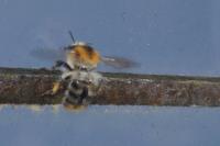 Bombus pascuorum