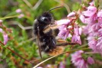 Bombus rupestris