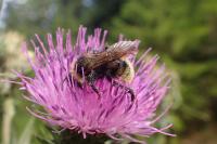 Bombus campestris