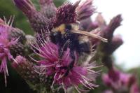 Bombus barbutellus