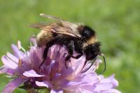 Bombus campestris