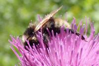 Bombus campestris