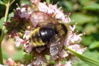 Bombus campestris