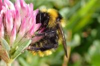 Bombus campestris