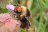Bombus sylvestris