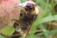 Bombus sylvestris