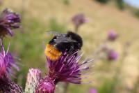 Bombus lapidarius