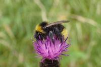 Bombus bohemicus