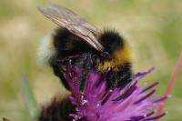 Bombus bohemicus