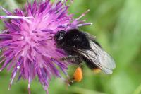 Bombus soroeensis