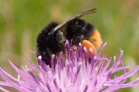 Bombus soroeensis