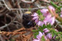Bombus mastrucatus