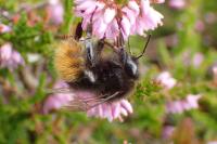 Bombus mastrucatus