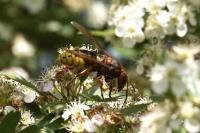 Vespa crabro