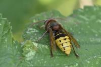Vespa crabro