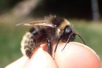 Bombus campestris