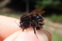 Bombus campestris