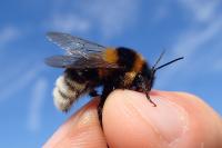Bombus ruderatus