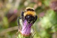 Bombus ruderatus