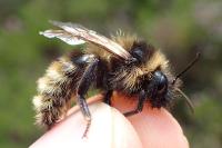Bombus campestris