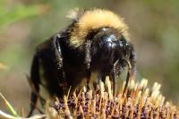 Bombus campestris