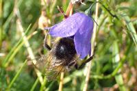 Bombus soroeensis