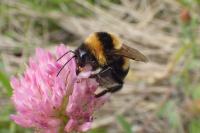 Bombus ruderatus
