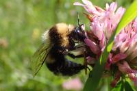 Bombus ruderatus
