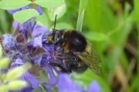 Bombus hortorum