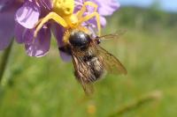 Bombus hortorum