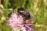 Bombus lapidarius