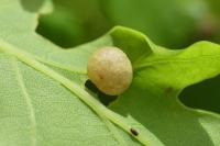 Cynips quercusfolii