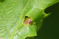 Cynips quercusfolii
