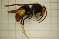 Vespa velutina