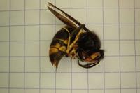 Vespa velutina