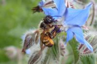 Osmia bicornis