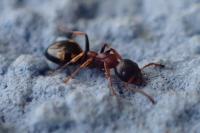 Dolichoderus quadripunctatus