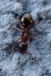 Dolichoderus quadripunctatus