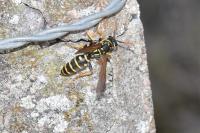 Polistes dominula