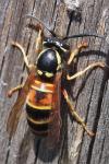 Vespula rufa