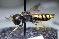 Ectemnius fossorius