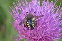 Anthidium septemspinosum