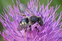 Anthidium septemspinosum