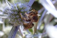 Anthidium septemspinosum