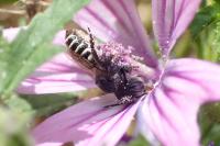 Megachile rotundata
