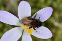 Andrena fulva