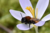 Andrena fulva